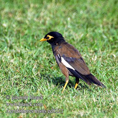 Acridotheres tristis Common Myna Majna obecná