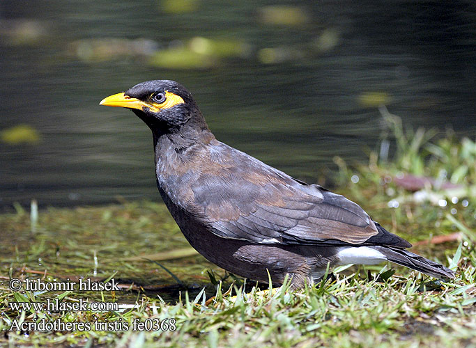 家八哥 Acridotheres tristis Common Myna Majna obecná Hirtenmaina