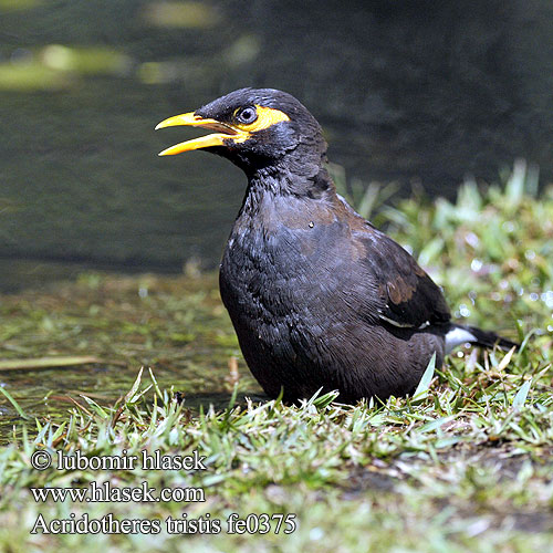 Common Myna Majna obecná Hirtenmaina Maina Mainá Común Min