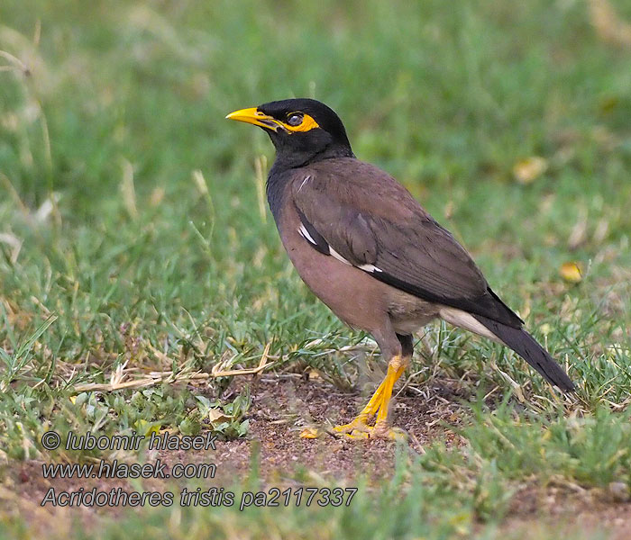 Acridotheres tristis