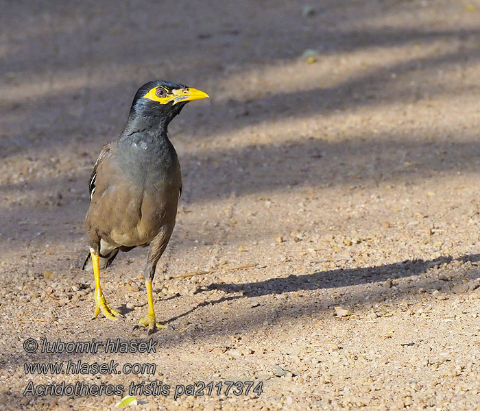 Acridotheres tristis