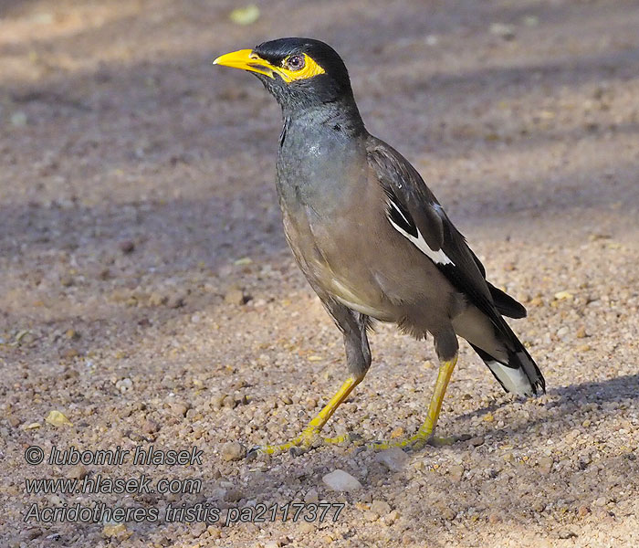 Acridotheres tristis