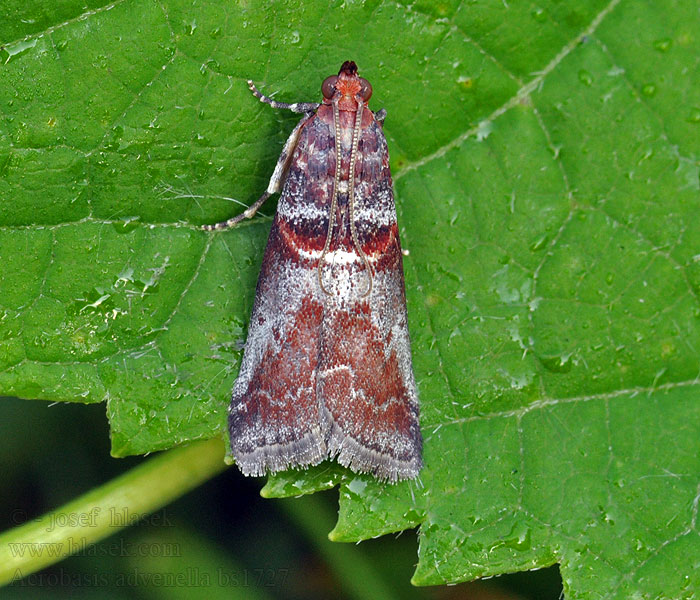 Acrobasis advenella Trachycera Zavíječ Vijačka jarabinová