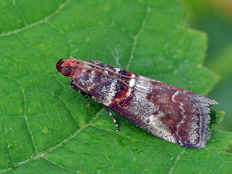 Acrobasis advenella Огневка настоящая Mutsjeslichtmot