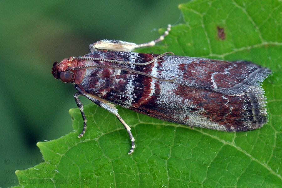 Acrobasis advenella Gerleszínű karcsúmoly Pihlajakäärökoisa