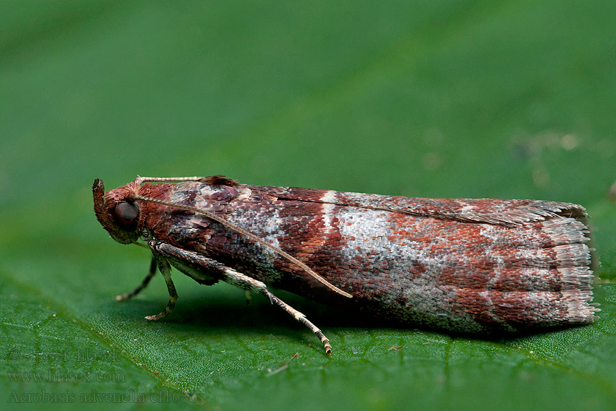 Acrobasis advenella Rönnbladsmott Rognesmalmott Rønnehalvmøl