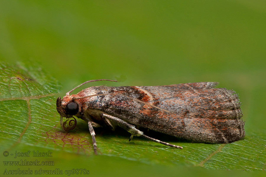 Acrobasis advenella