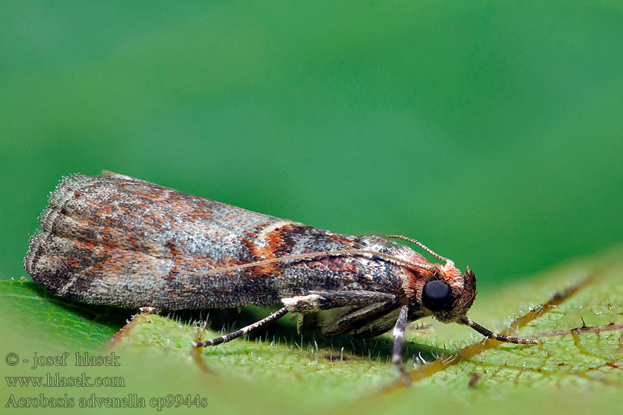 Acrobasis advenella