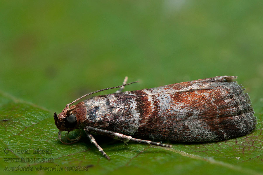 Acrobasis advenella