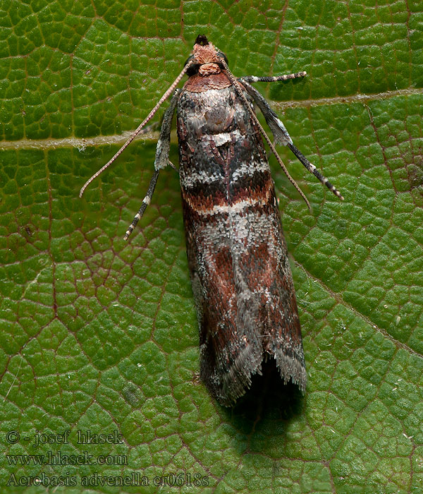 Acrobasis advenella