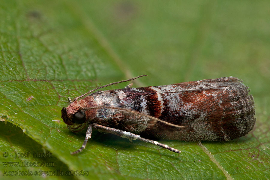 Acrobasis advenella