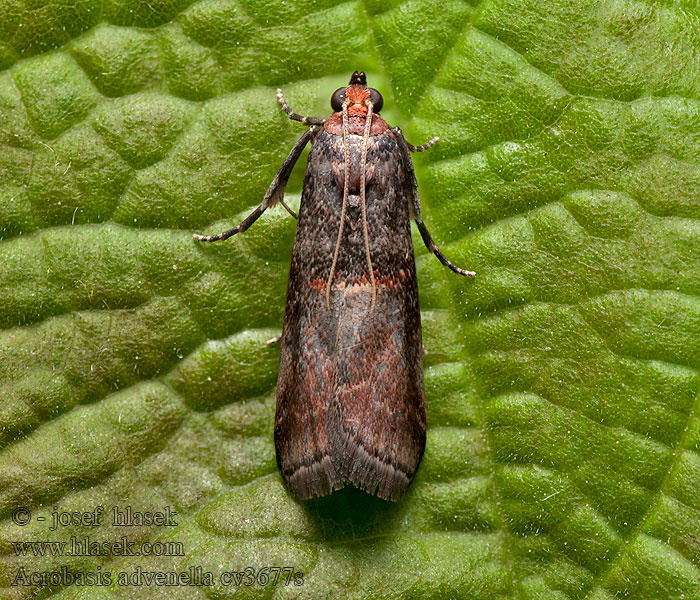 Огневка настоящая Acrobasis advenella