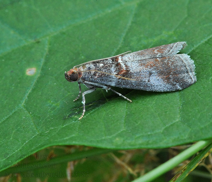 Zavíječ Vijačka jarabinová Acrobasis advenella