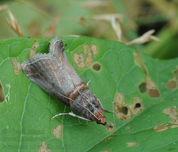 Огневка настоящая Acrobasis advenella