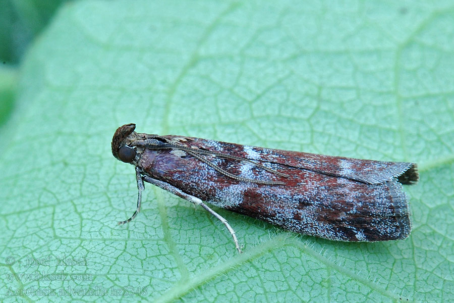 Mutsjeslichtmot Gerleszínű karcsúmoly Acrobasis advenella