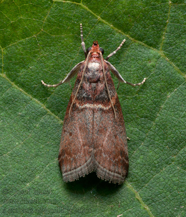 Acrobasis advenella