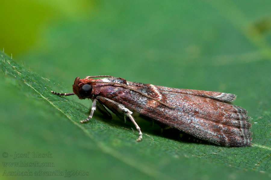 Acrobasis advenella