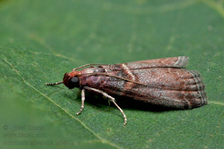 Acrobasis advenella