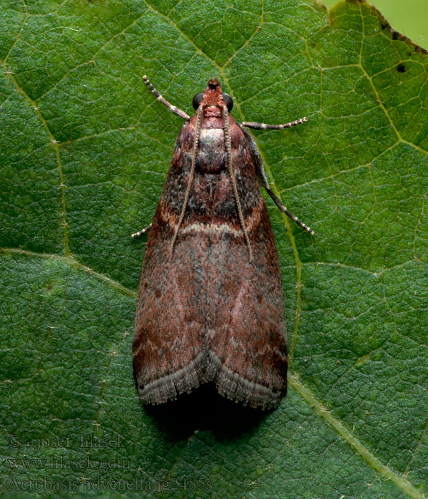 Acrobasis advenella