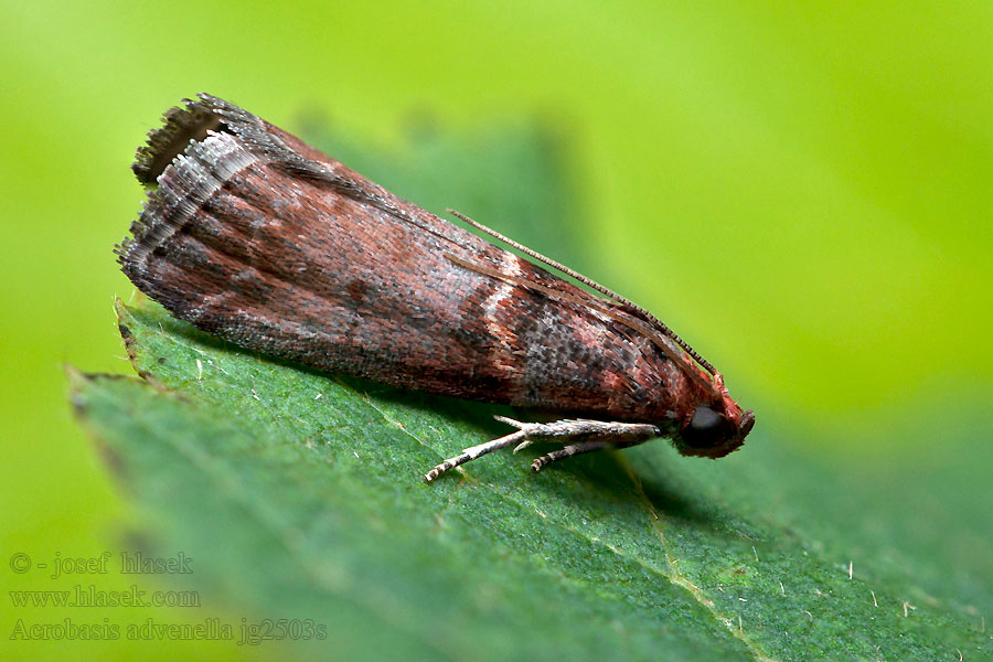 Acrobasis advenella