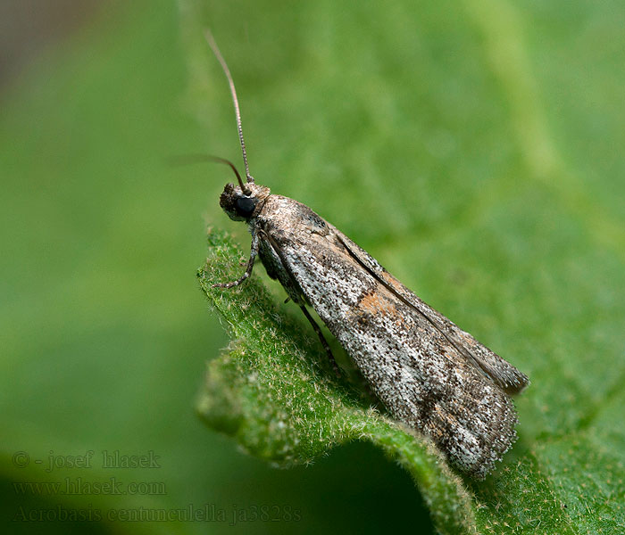 Acrobasis centunculella