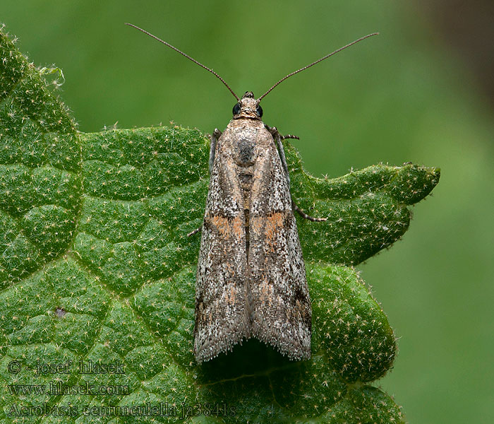 Acrobasis centunculella