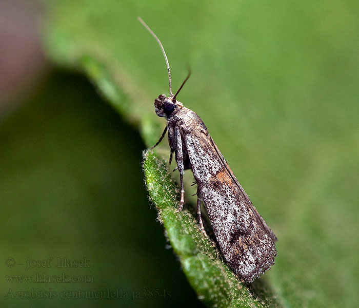 Acrobasis centunculella