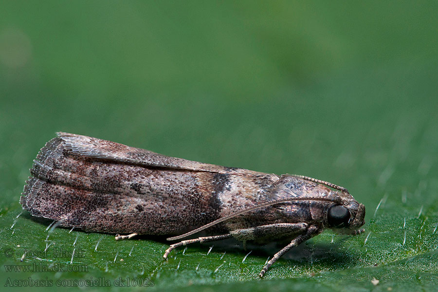 Acrobasis consociella Broad-barred Knot-horn