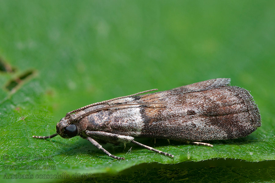 Acrobasis consociella Vijačka augustová