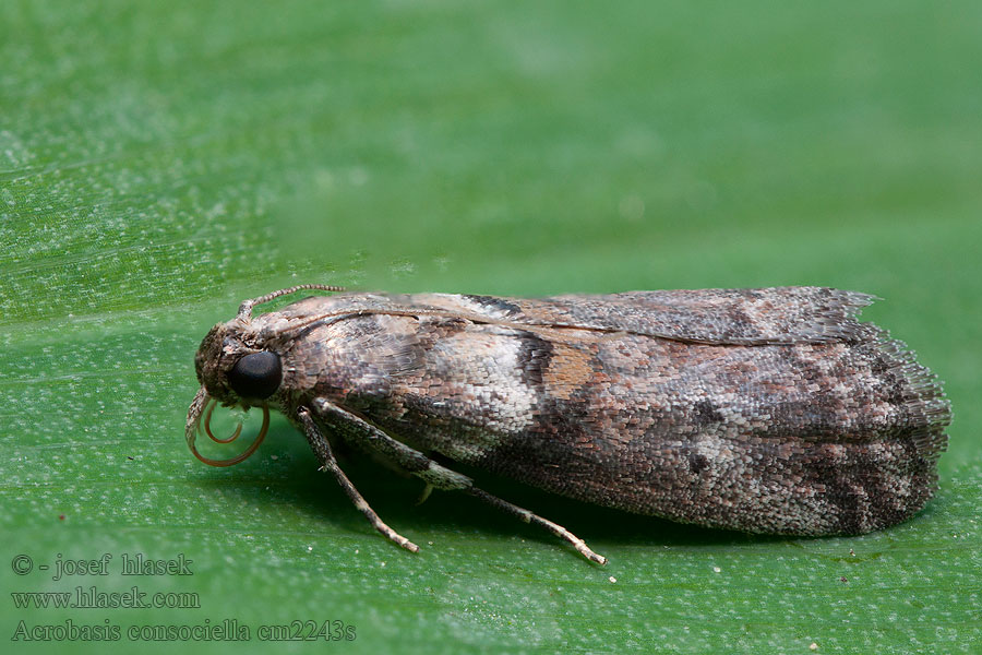 Acrobasis consociella Mindre ekbladmott