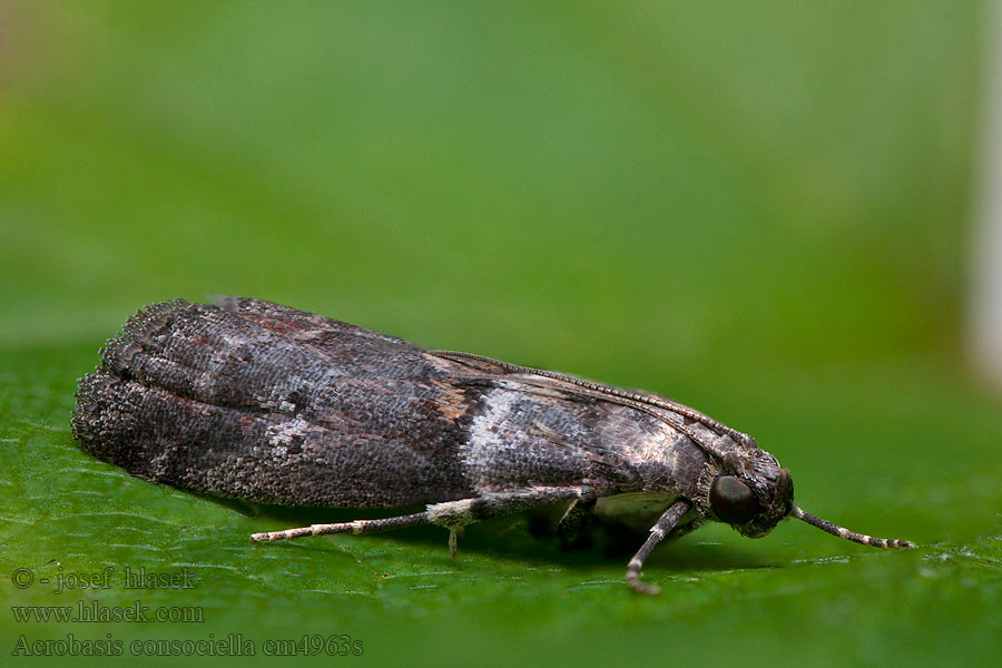 Acrobasis consociella Lille egebladhalvmøl