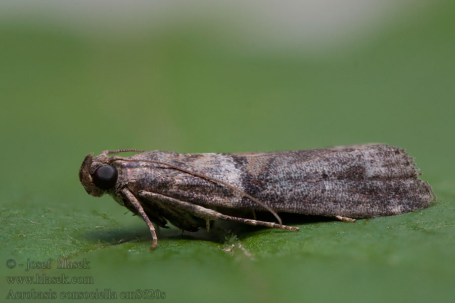 Broad-barred Knot-horn Acrobasis consociella