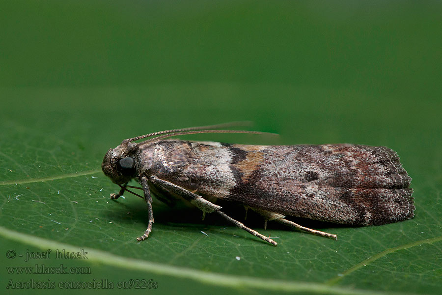 Vijačka augustová Acrobasis consociella