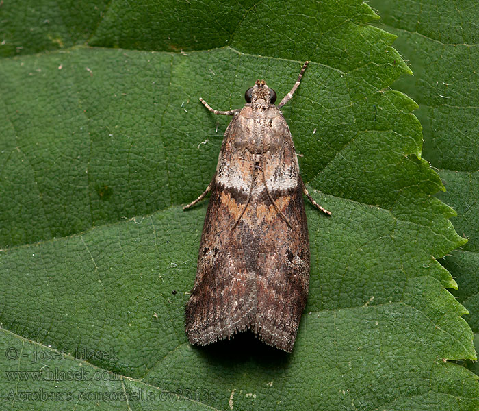 Acrobasis consociella