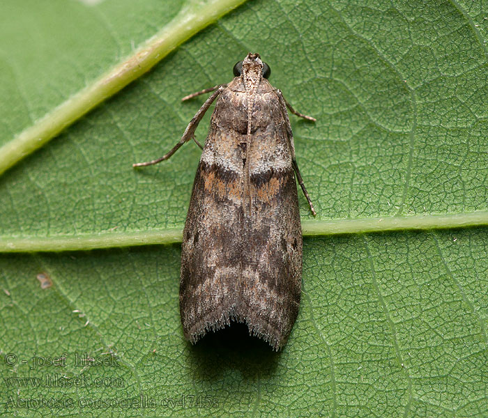 Acrobasis consociella