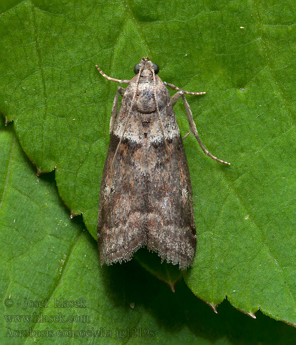 Acrobasis consociella