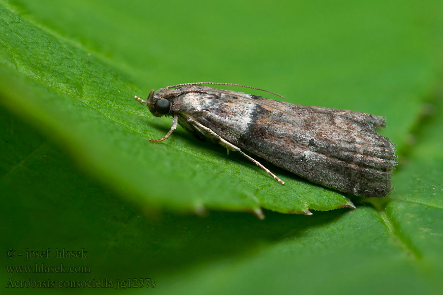 Acrobasis consociella