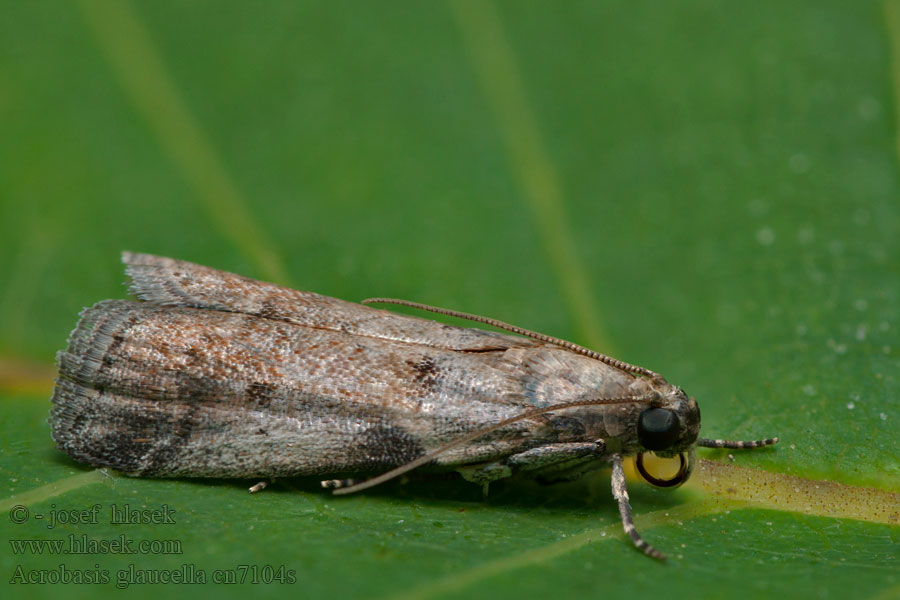 Acrobasis glaucella Vijačka klamlivá Creme eikenlichtmot