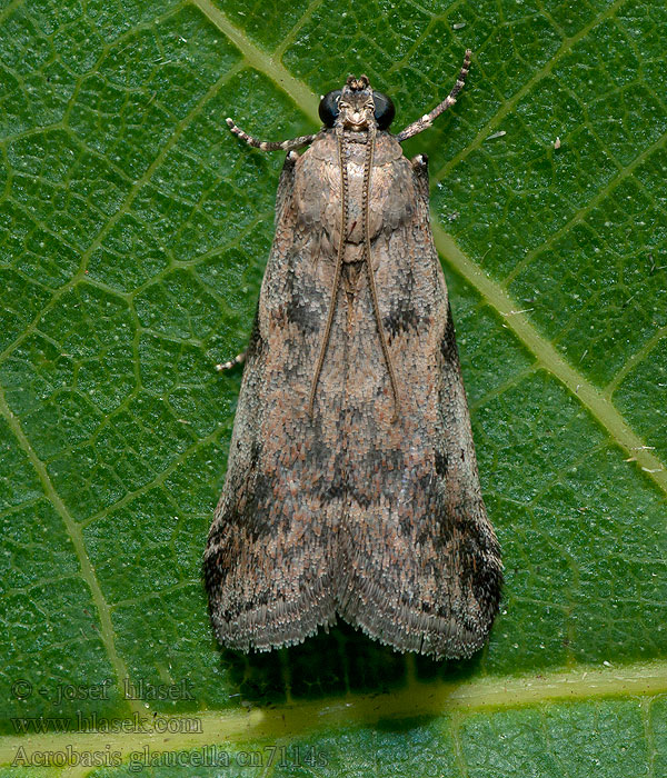 Acrobasis glaucella Vijačka klamlivá