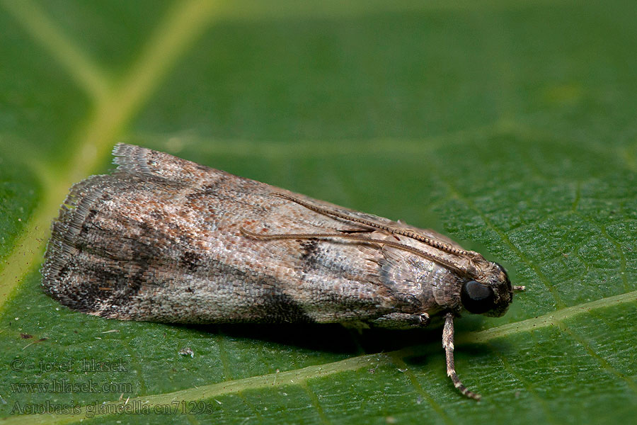 Acrobasis glaucella