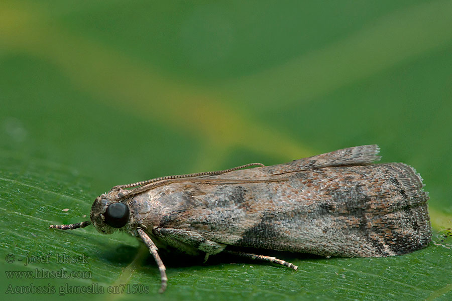 Vijačka klamlivá Acrobasis glaucella