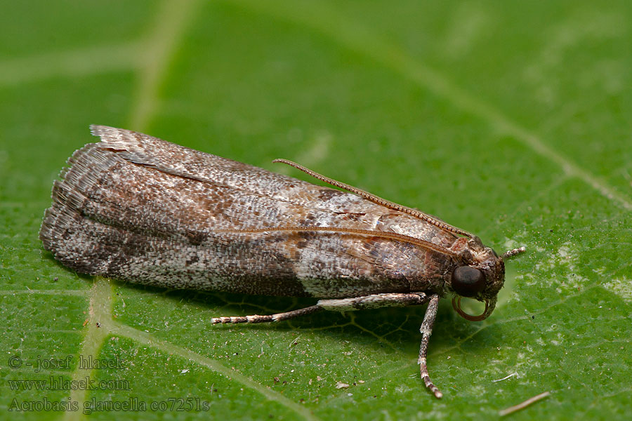 Creme eikenlichtmot Acrobasis glaucella