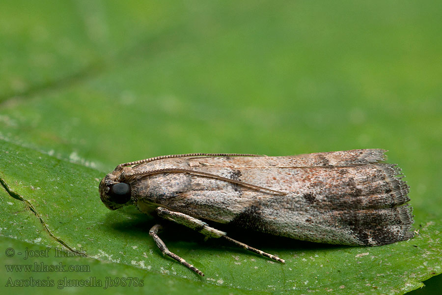 Acrobasis glaucella