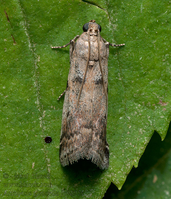 Acrobasis glaucella