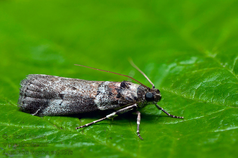 Acrobasis legatea Vijačka rašetliaková