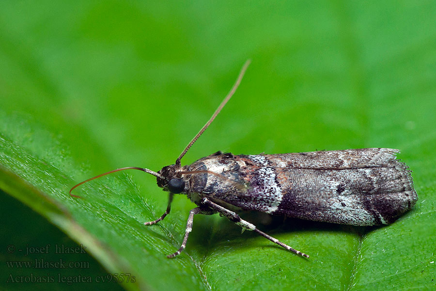 Acrobasis legatea