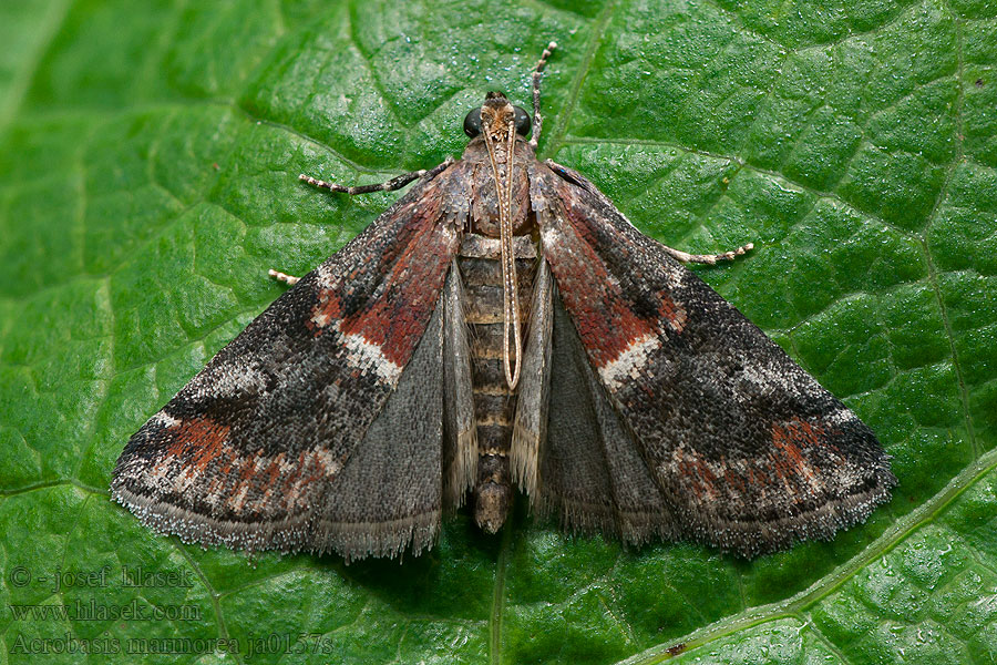 Acrobasis marmorea Vijačka mramorovaná