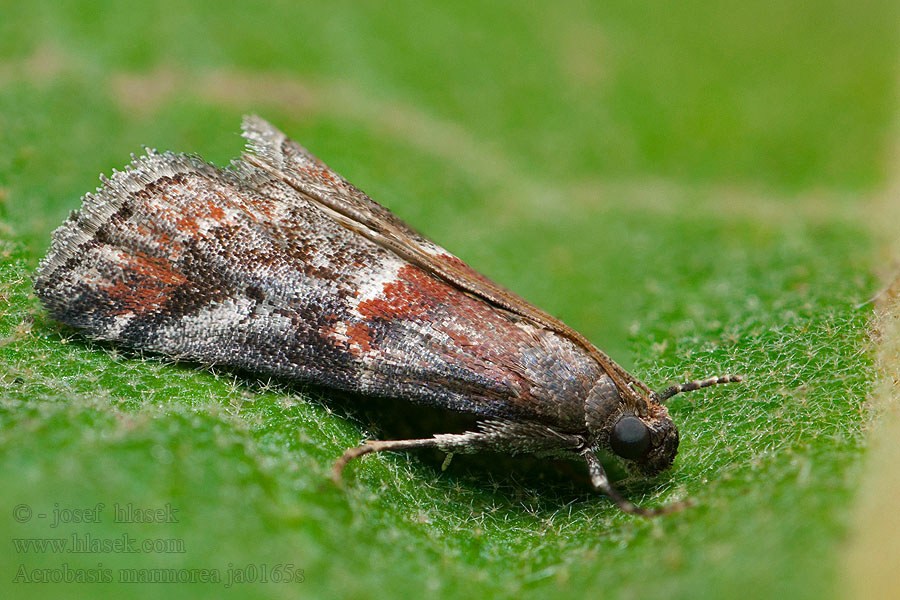 Acrobasis marmorea Hoekige mutsjeslichtmot Marmorerat slånmott