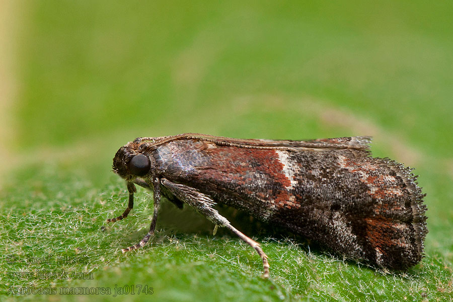 Vijačka mramorovaná Acrobasis marmorea