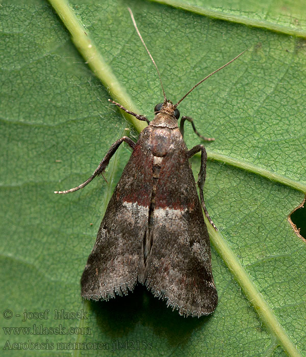 Hoekige mutsjeslichtmot Marmorerat slånmott Acrobasis marmorea